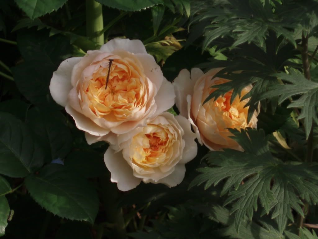 Rosa Jayne Austing photo PA061029.jpg